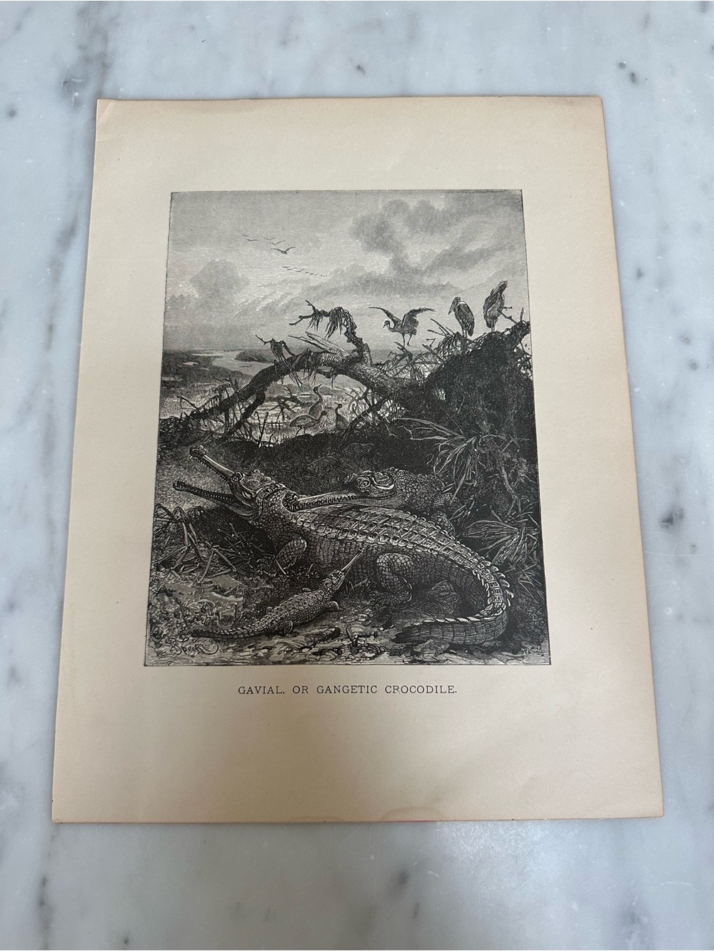Vintage Print,GAVIAL,Animate Creation,Rev.J.G. Wood,1898